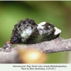 satyrium pruni pupa1